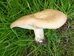 Image of Clitocybe brunneocephala H. E. Bigelow 1982