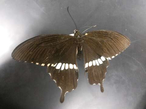 Image of Papilio polytes Linnaeus 1758