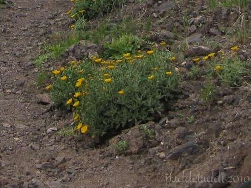 Imagem de Pulicaria canariensis C. Bolle