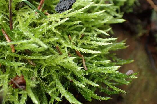 Image of hair-pointed feather-moss