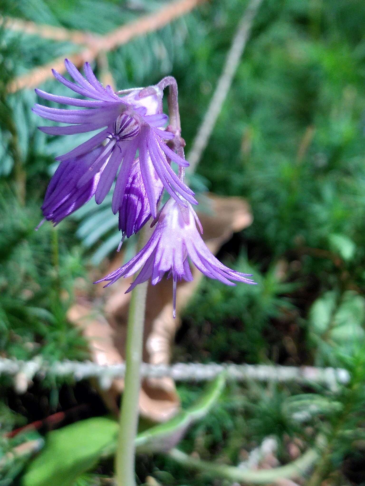 Image of Soldanella montana Willd.