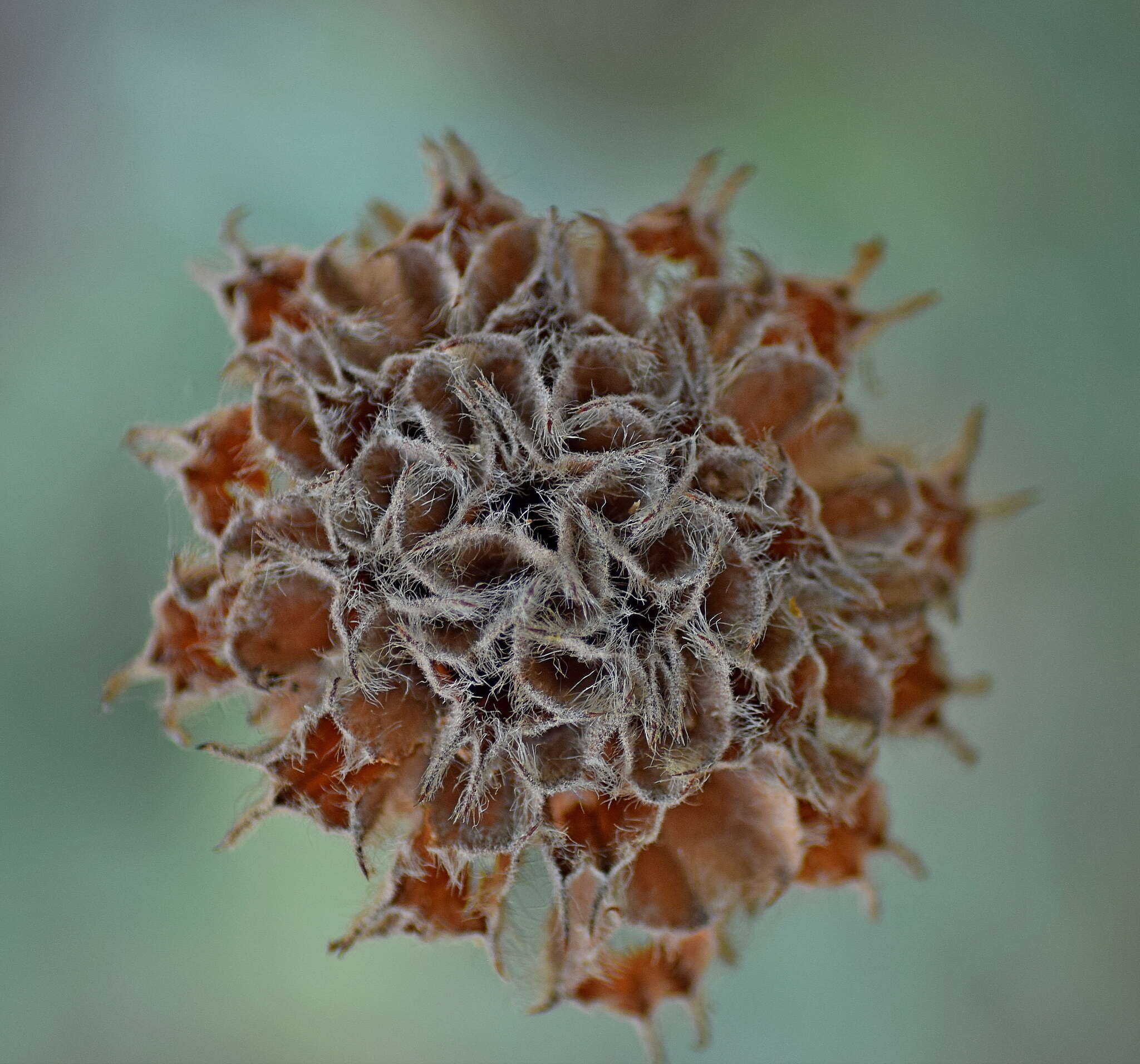 Image of black horehound