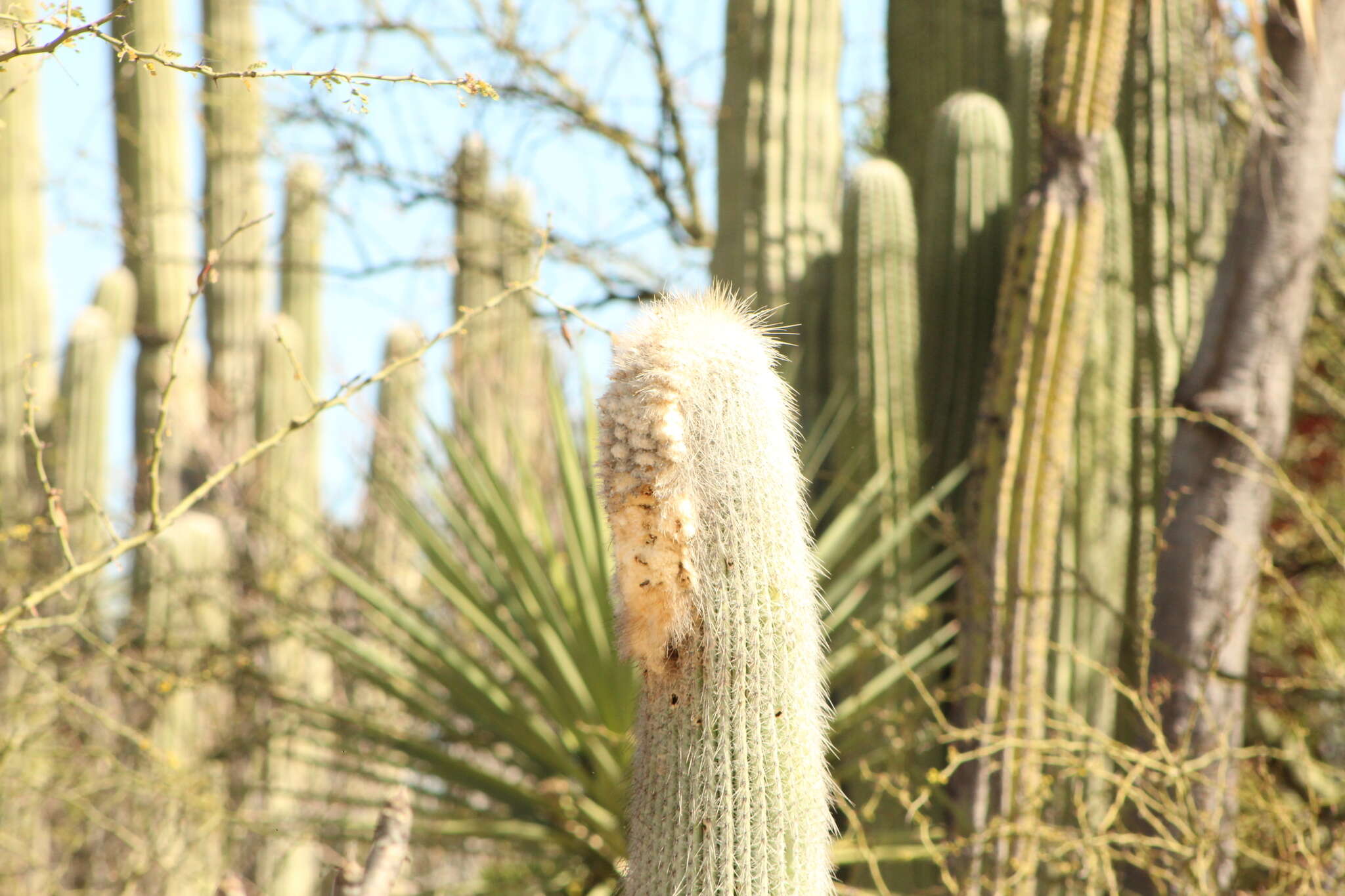 Image of Cephalocereus columna-trajani (Karw.) K. Schum.