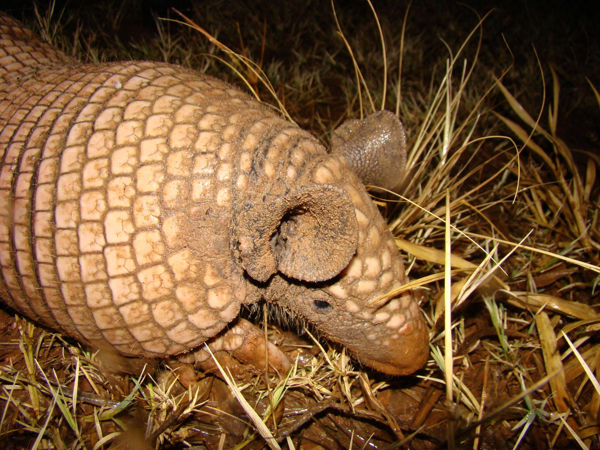 Image of Greater Naked-tailed Armadillo