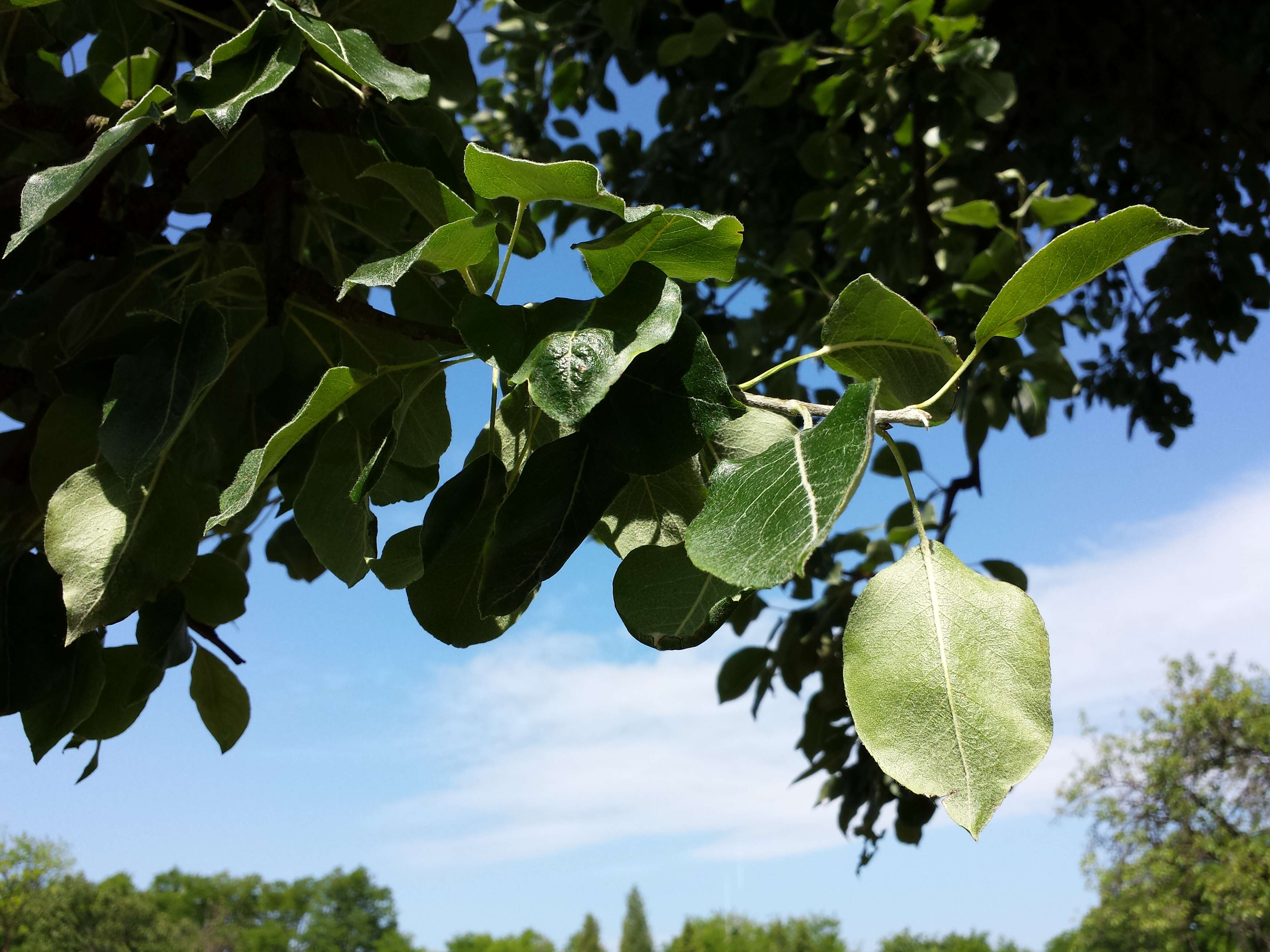 Plancia ëd Pyrus nivalis Jacq.