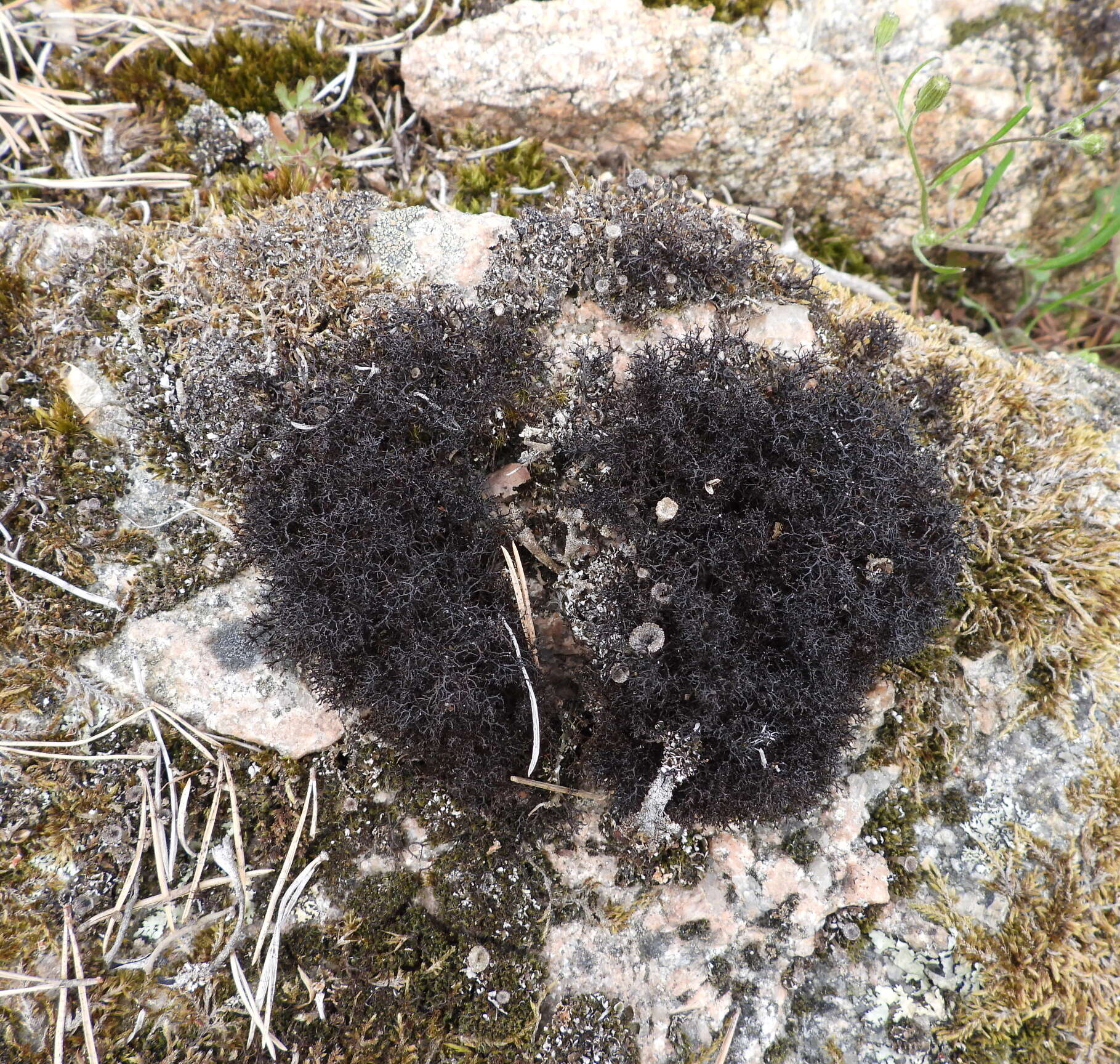 Image of Cetraria muricata (Ach.) Eckfeldt