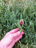 Imagem de Carpobrotus glaucescens (Haw.) Schwant.