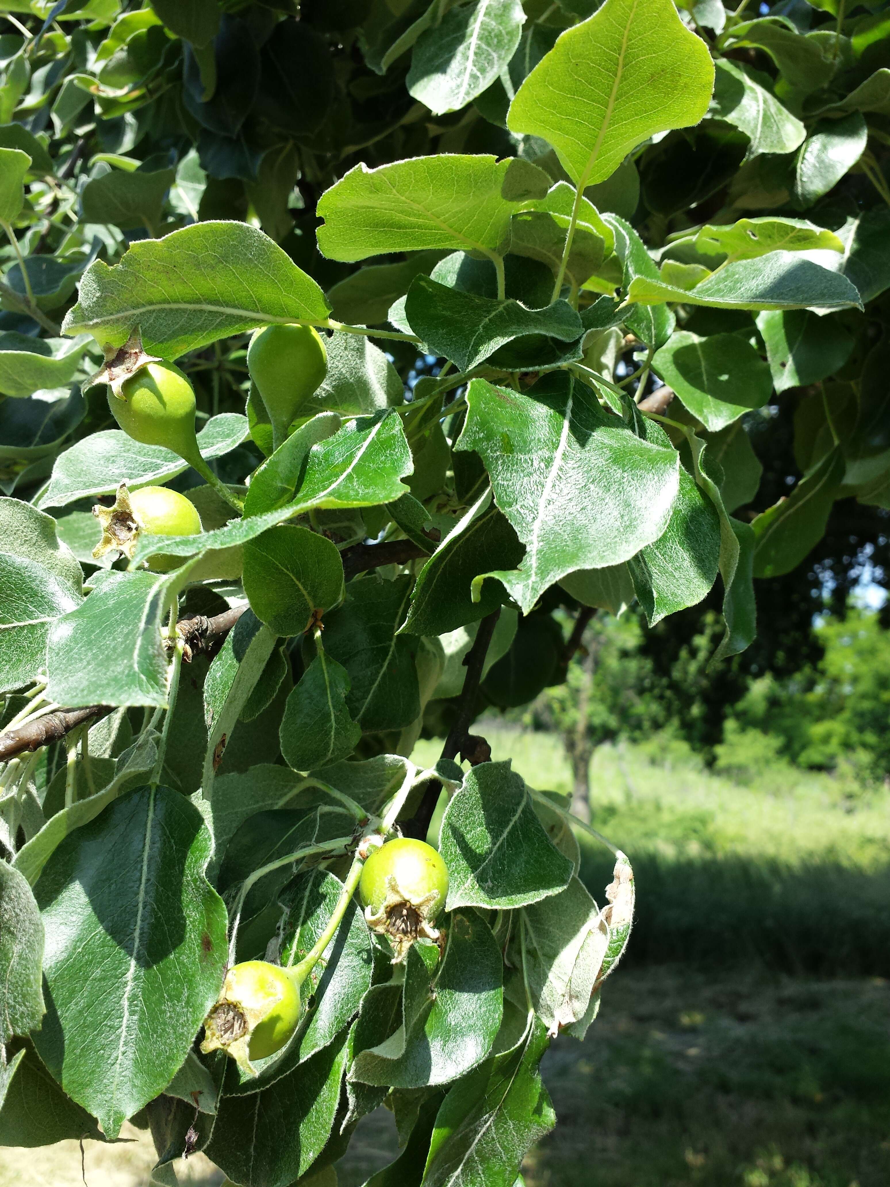 Plancia ëd Pyrus nivalis Jacq.