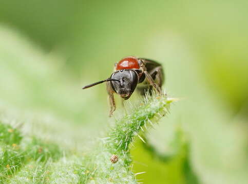 Image of Lasioglossum callomelittinum (Cockerell 1910)