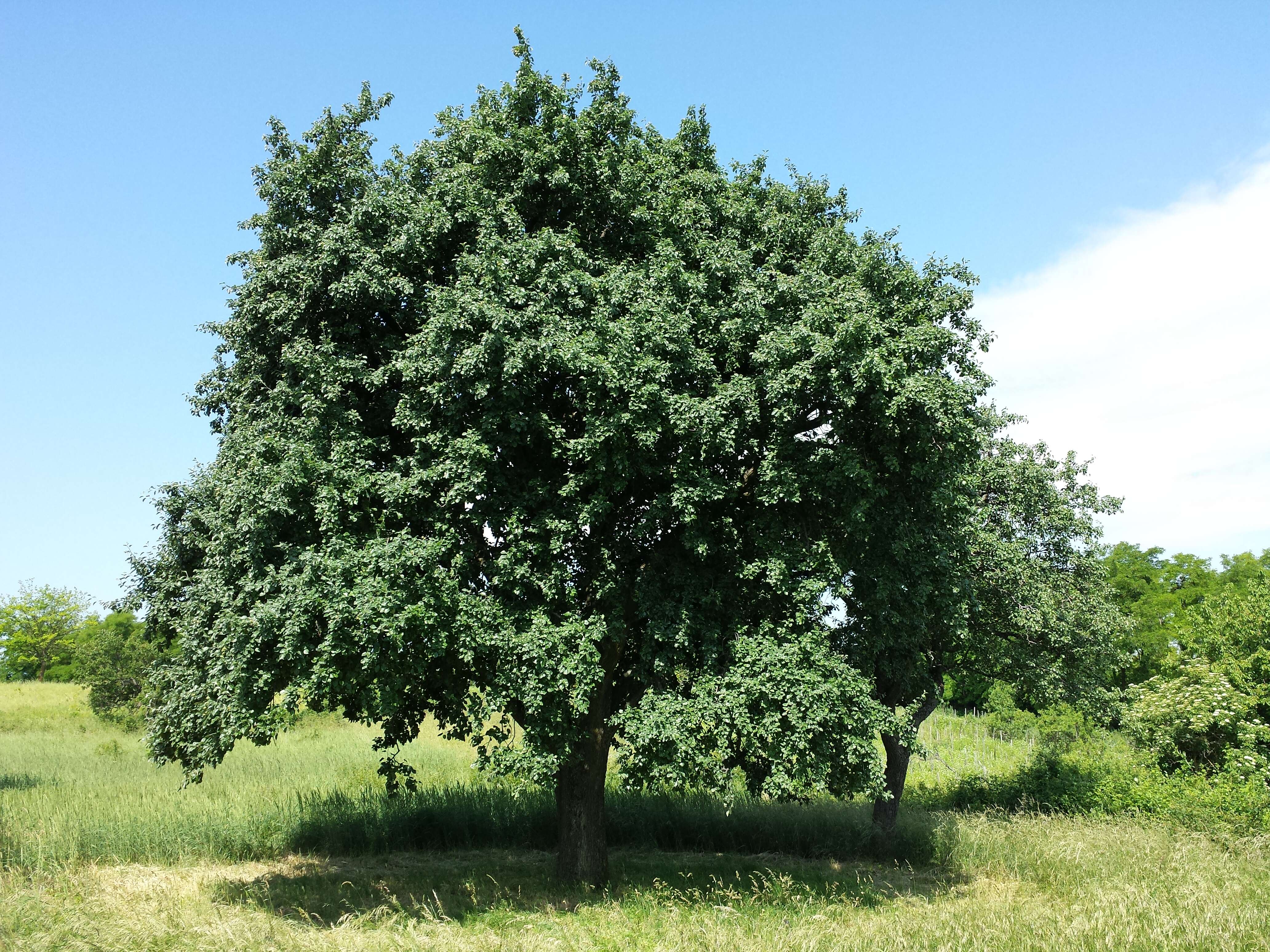 Plancia ëd Pyrus nivalis Jacq.