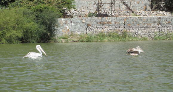 Image of Pink-backed Pelican