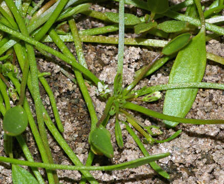 Limosella aquatica L. resmi