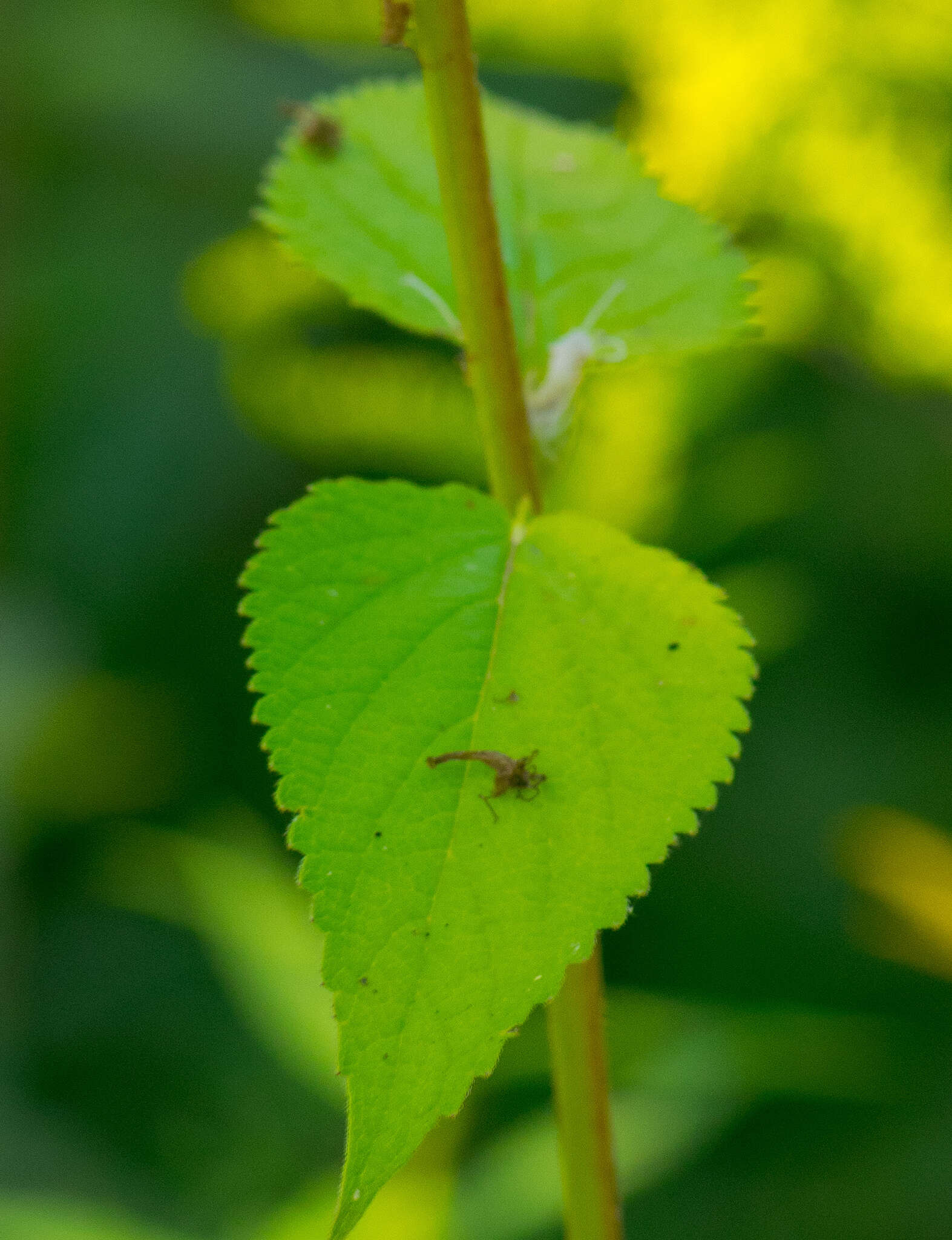 Image of purple giant hyssop