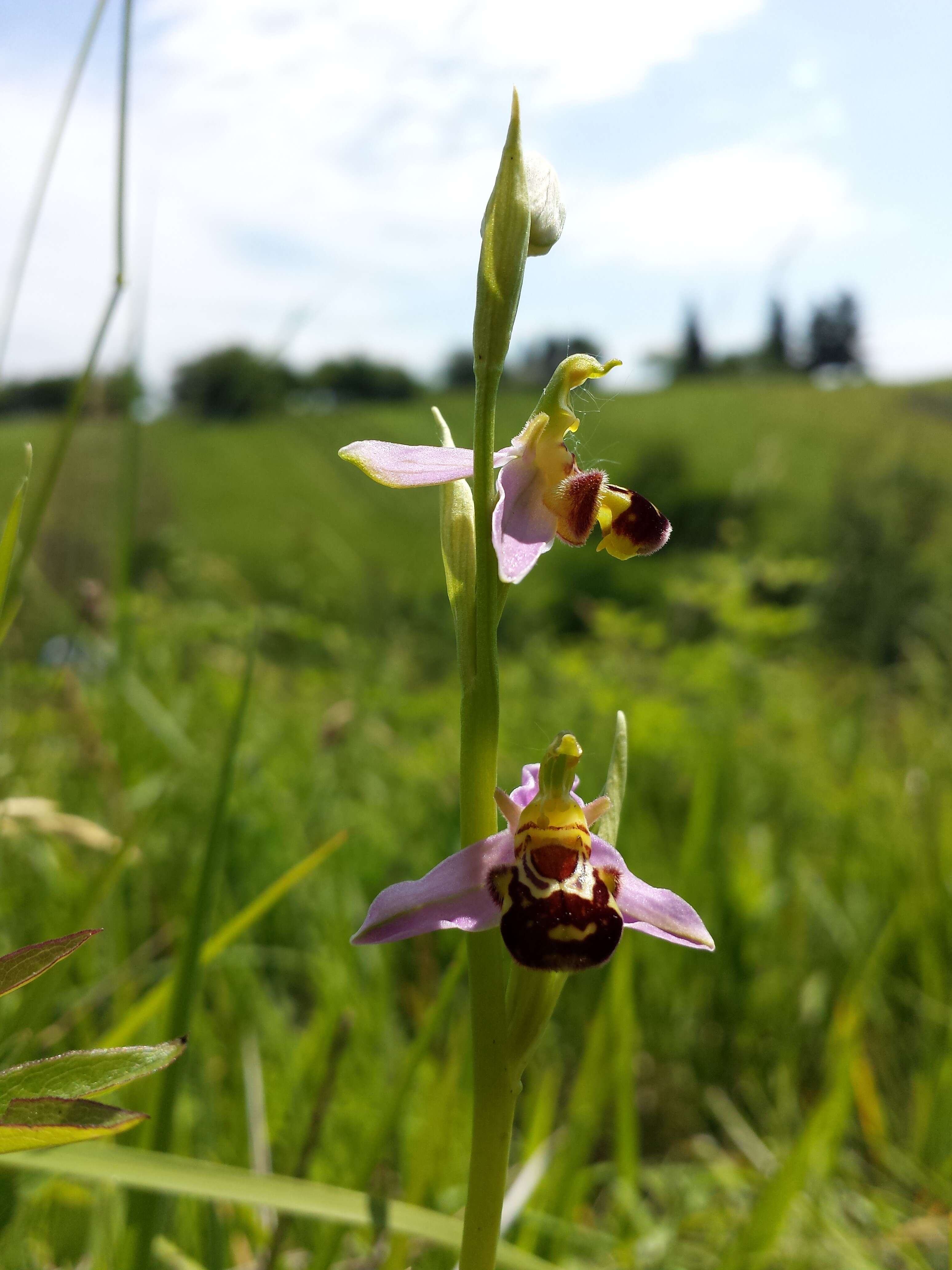 Image of Bee orchid