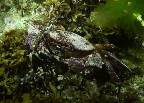 Imagem de Nectocarcinus integrifrons (Latreille 1825)