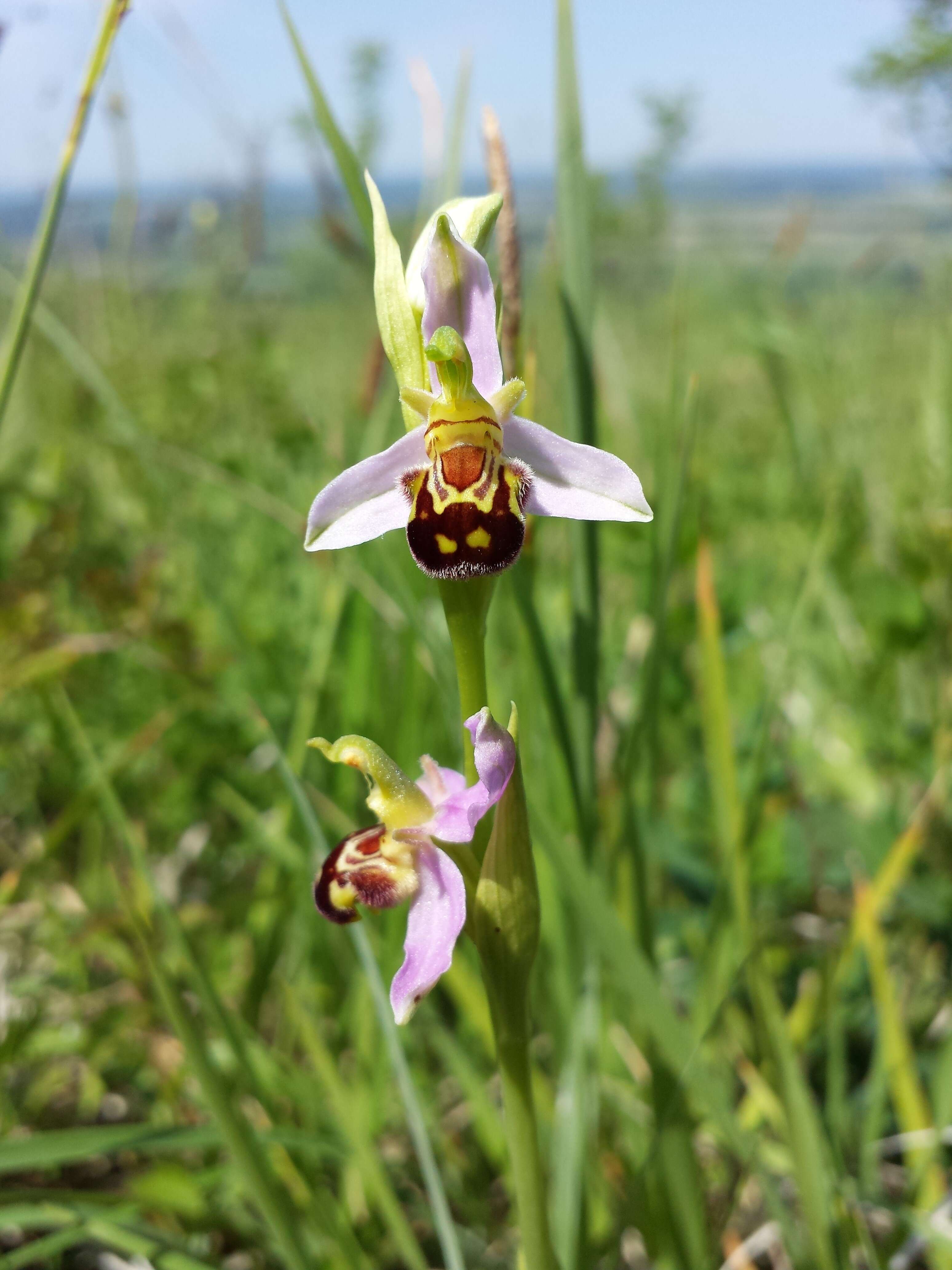 Image of Bee orchid