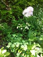 Image of Thalictrum aquilegiifolium