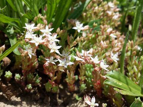 Sedum hispanicum L. resmi