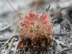 Image of Drosera patens Lowrie & Conran