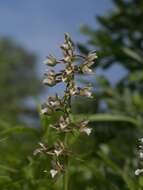 Image of Marsh Helleborine