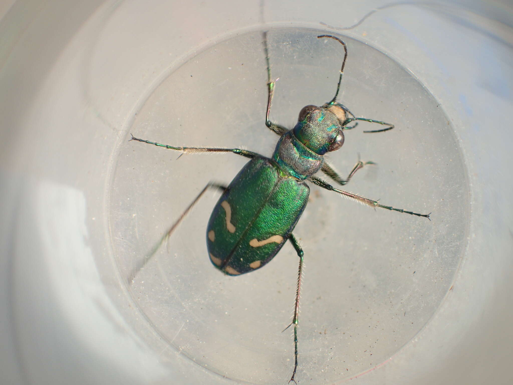 Image of Cowpath tiger beetle