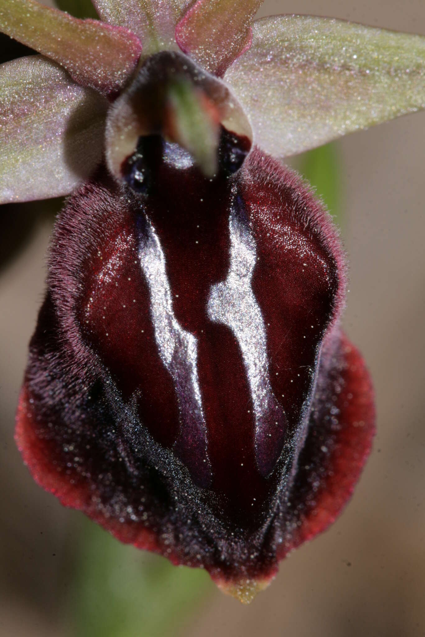 Image of Horseshoe bee-orchid