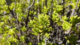 Sivun Pteronia elongata Thunb. kuva