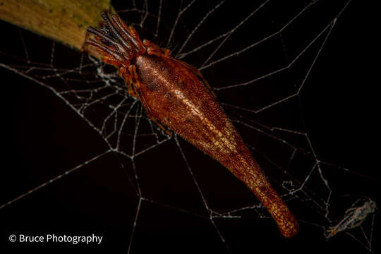 Image of Cyclosa bifida (Doleschall 1859)