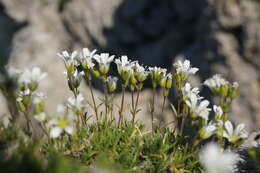 Image of Sabulina taurica (Steven) Dillenb. & Kadereit