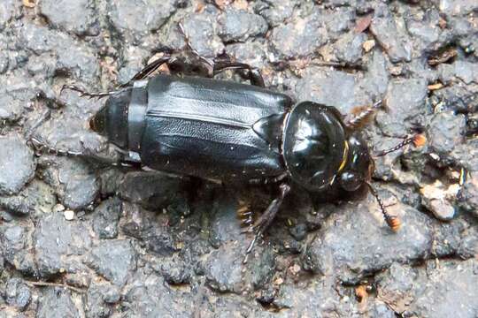 Image of Nicrophorus (Nicrophorus) humator (Gleditsch 1767)