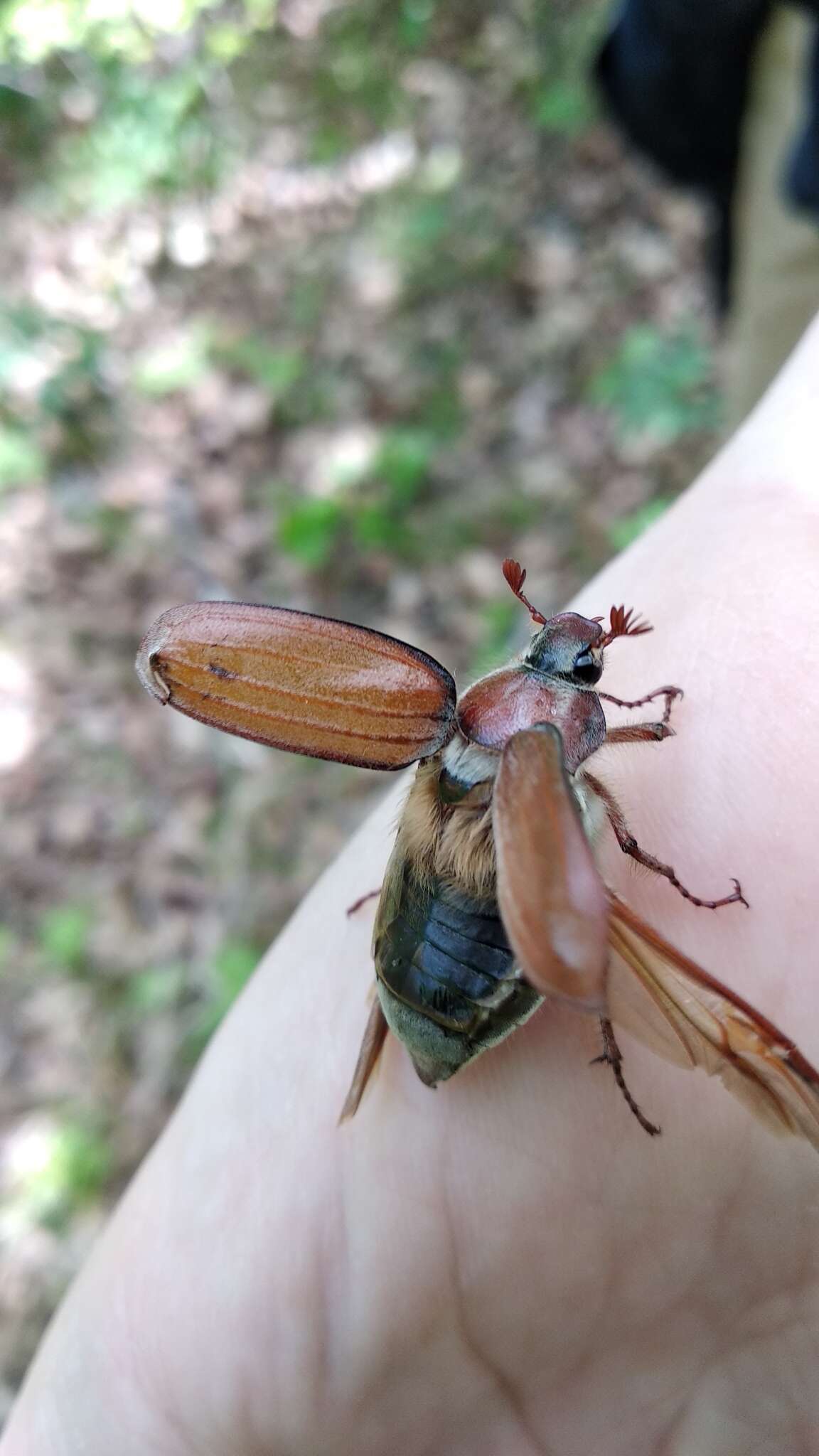 Image of chestnut cockchafer