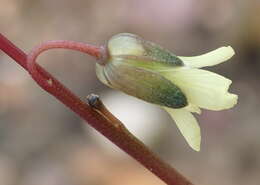 Слика од Heliophila elongata (Thunb.) DC.