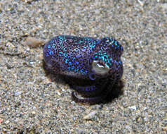 Image of Humming-bird Bobtail Squid