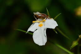 Vandellia scutellariiformis (T. Yamaz.) T. Yamaz. resmi