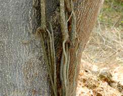 Image of grape ivy