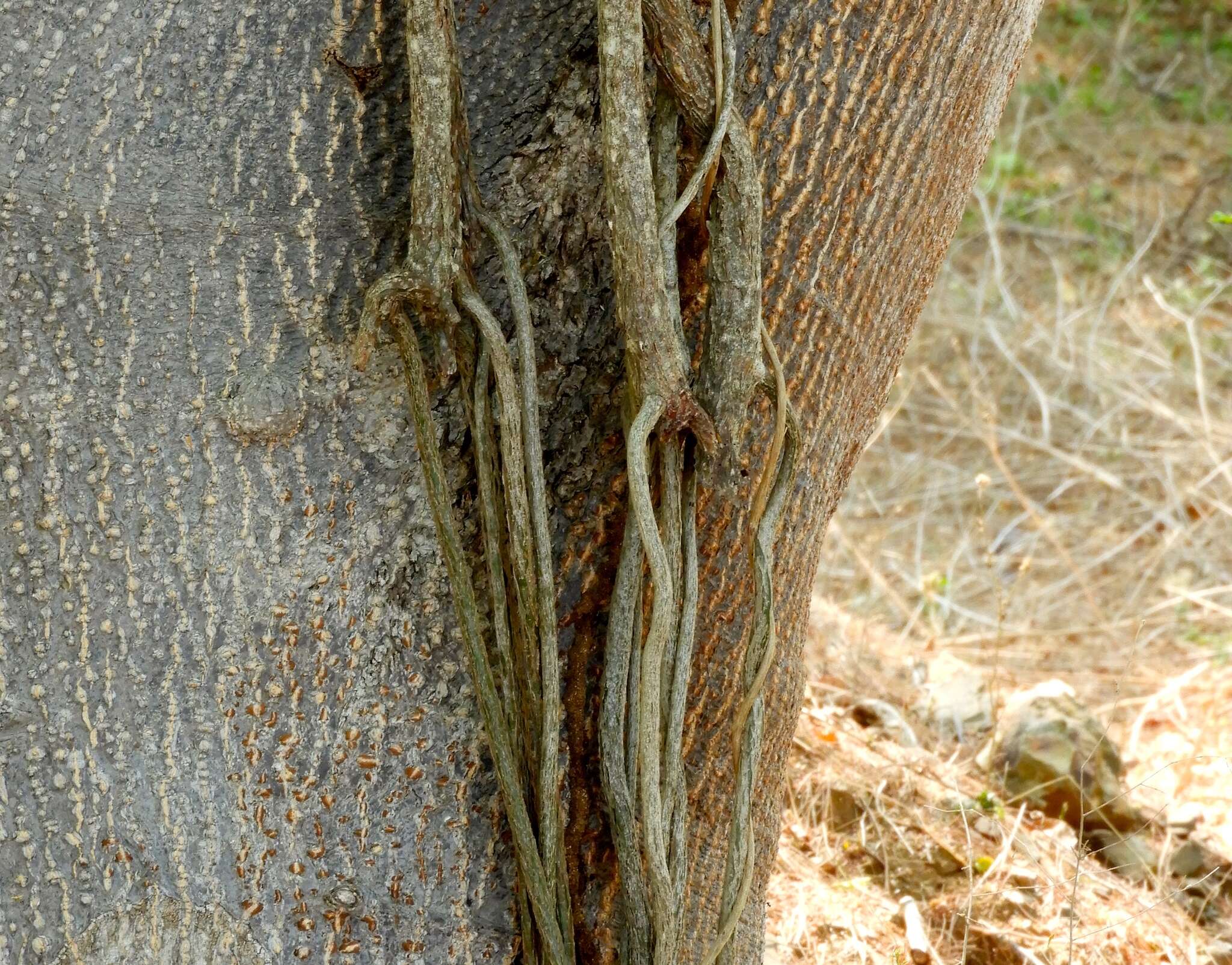 Image of grape ivy