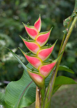 Heliconia wagneriana Petersen的圖片