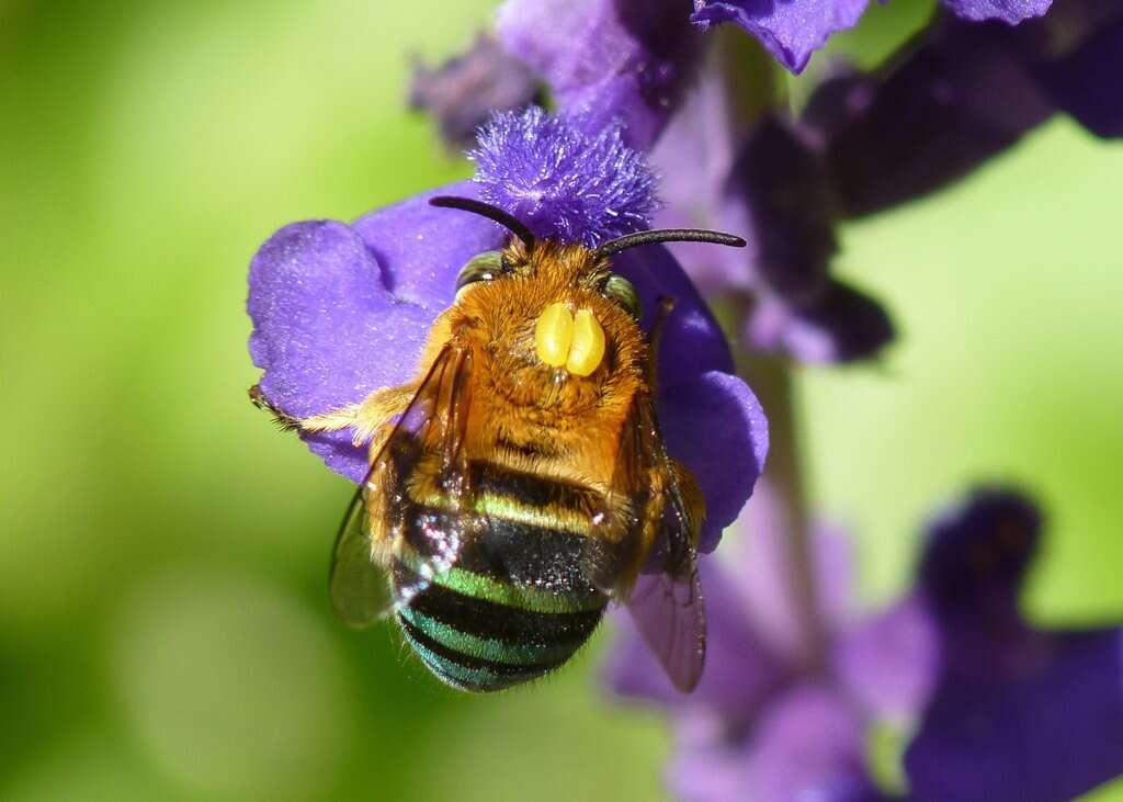 Sivun Amegilla cingulata (Fabricius 1775) kuva