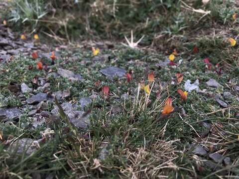 Слика од Lotus corniculatus subsp. glacialis