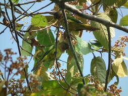 Image of Eupsittula pertinax aeruginosa (Linnaeus 1758)