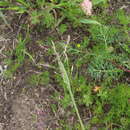 Image of Catabrosella variegata (Boiss.) Tzvelev