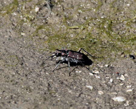 Image of Twelve-spotted Tiger Beetle