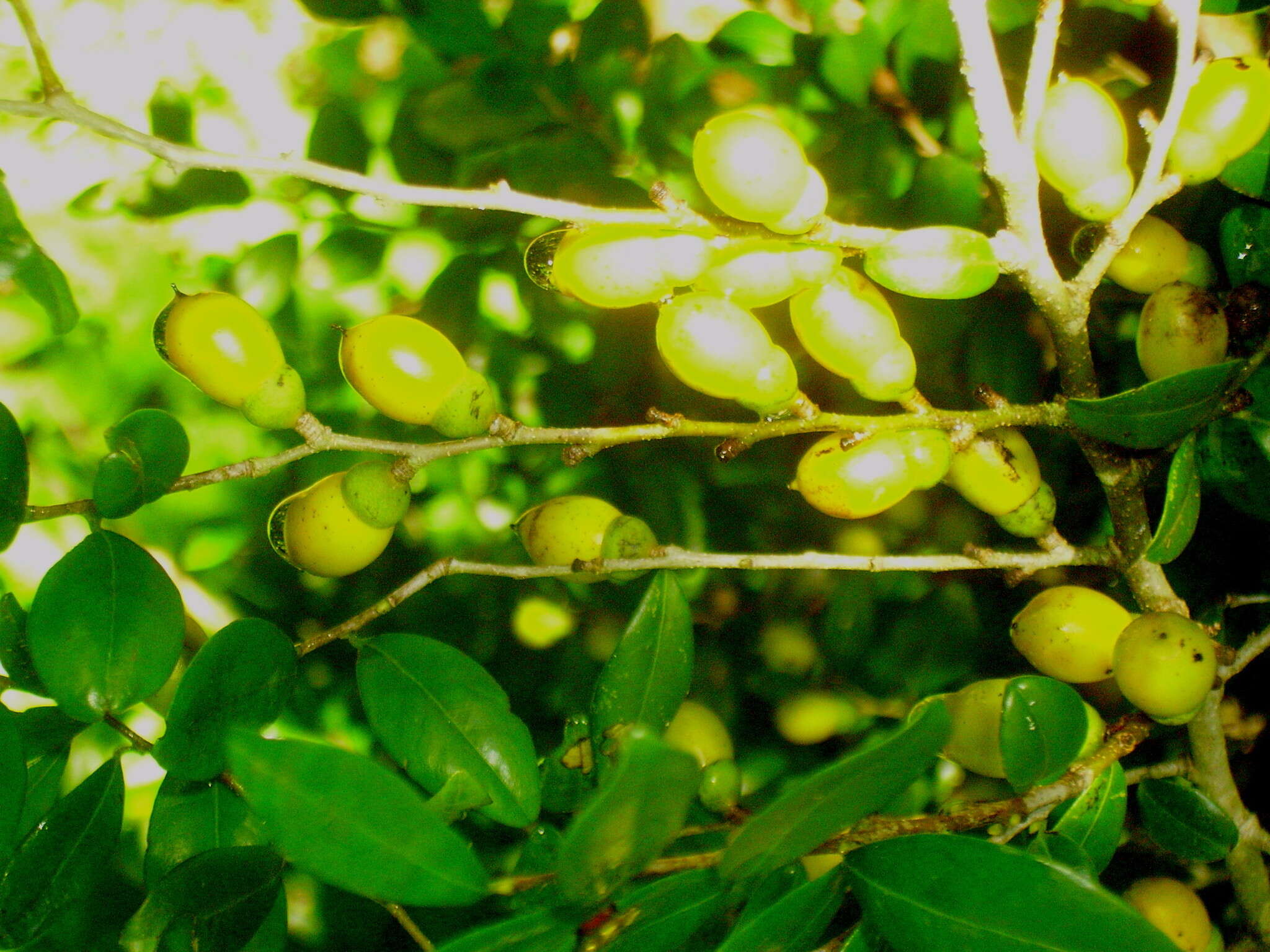 Image of Diospyros natalensis (Harv.) Brenan