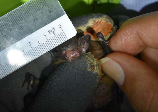 Image of Narrow-winged Pipistrelle