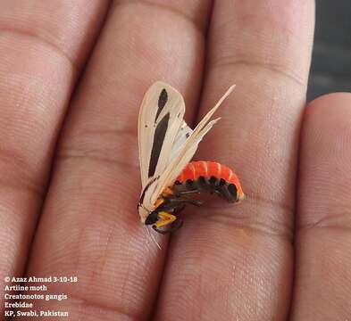 صورة Creatonotos gangis Linnaeus 1763