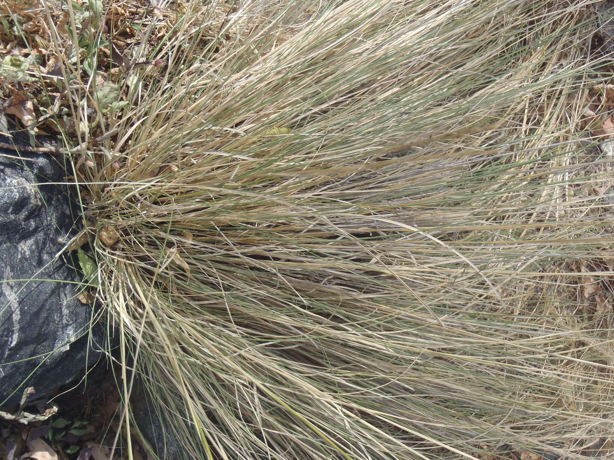 Muhlenbergia elongata Scribn. ex Beal resmi