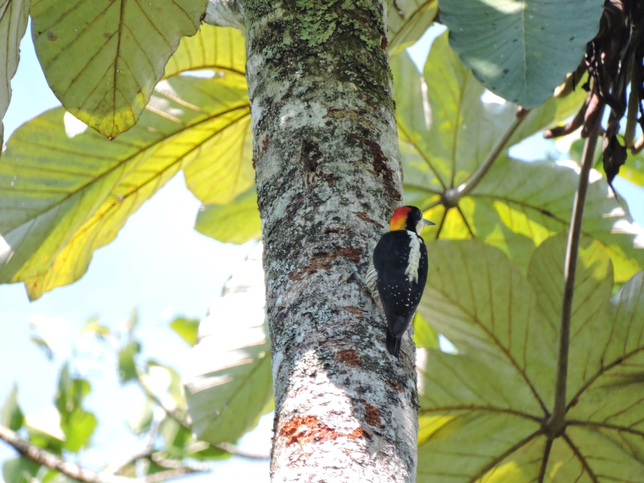 Слика од Melanerpes pulcher Sclater & PL 1870