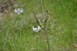 Image of Larentia rosei (R. C. Foster) Ravenna