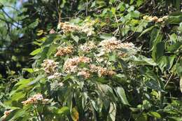 Image of Cordia elaeagnoides DC.