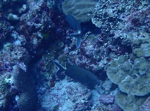 Image of Brown-spotted rabbitfish